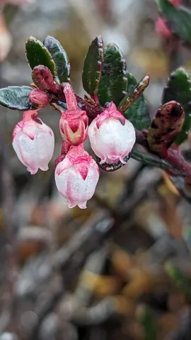 Pink bells on a leafy shrub