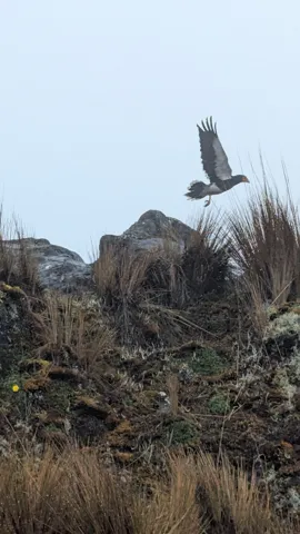 A bird flies above or near a rocky mountain peak against blue sky.