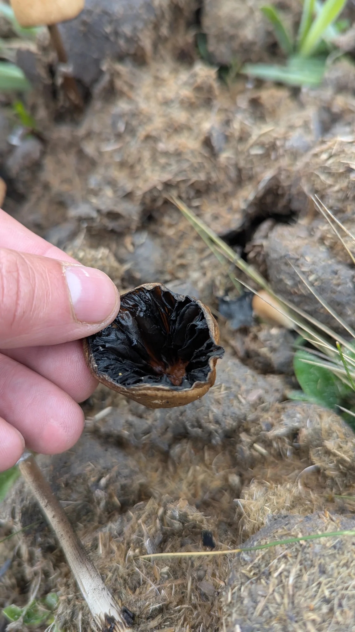 Dark arthropod held beside a hand. Finer identification remains unconfirmed.