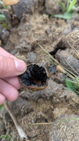 Dark arthropod held beside a hand. Finer identification remains unconfirmed.