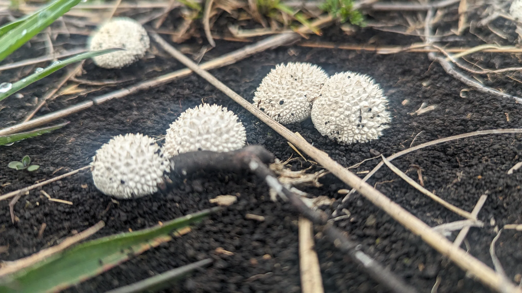 Small white Lycoperdon puffballs covered in conical spines grow on soil among dry twigs and grass.