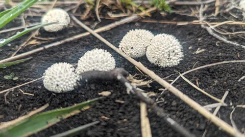 Small white Lycoperdon puffballs covered in conical spines grow on soil among dry twigs and grass.