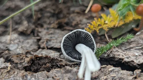 Black and white mushroom closeup. Finer identification remains unconfirmed.