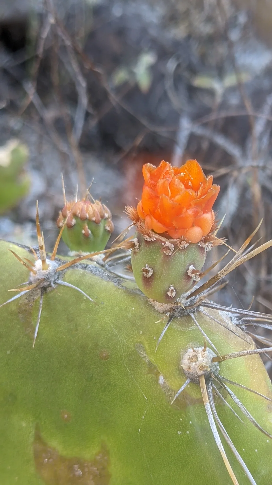 An orange Opuntia flower opens from a flattened prickly-pear pad, with spines visible against a softly blurred green background.