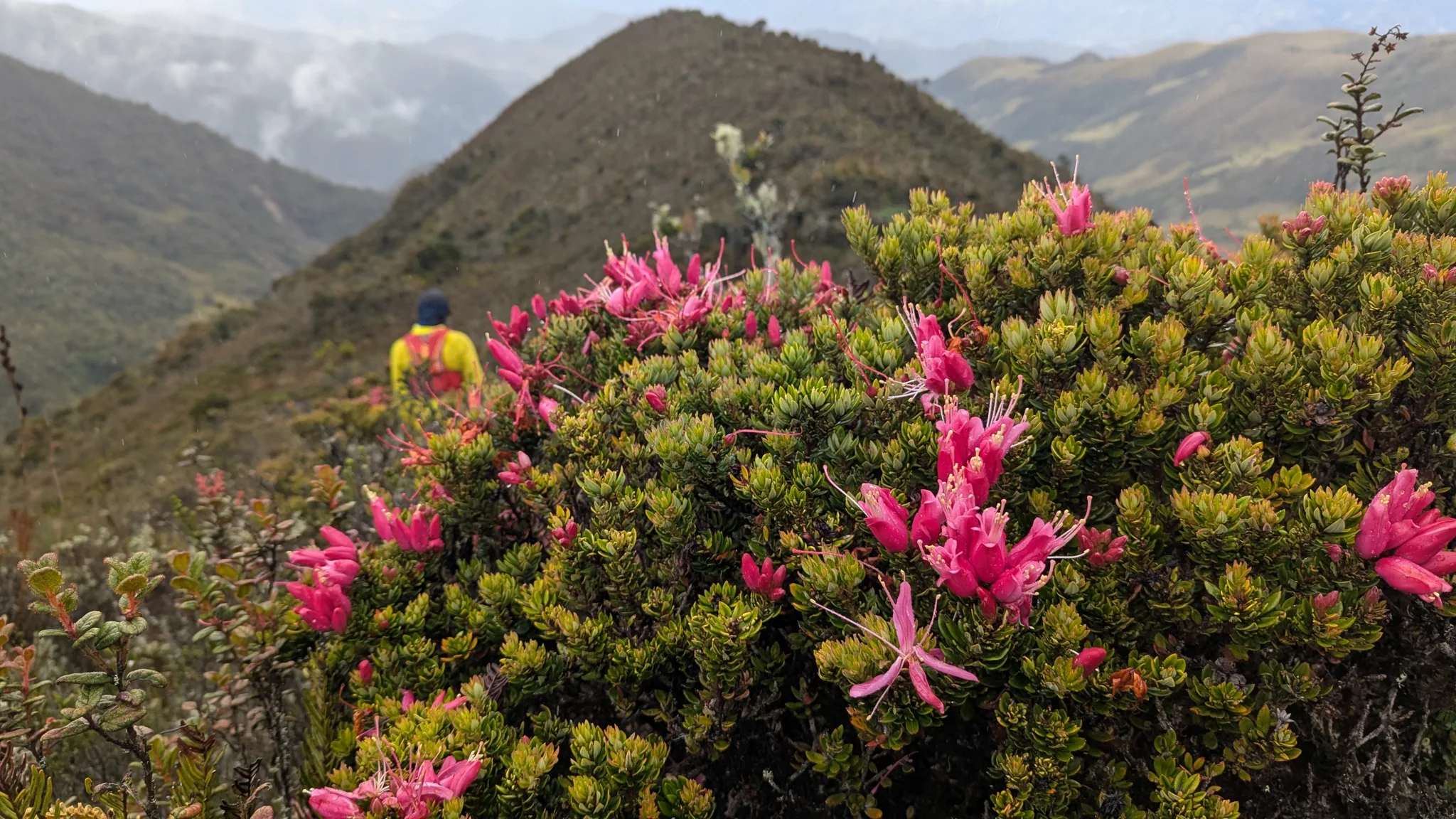 Pink Bejaria flowers rise above dense small leaves on a mountain slope. Their long pale-tipped stamens project beyond the petals.