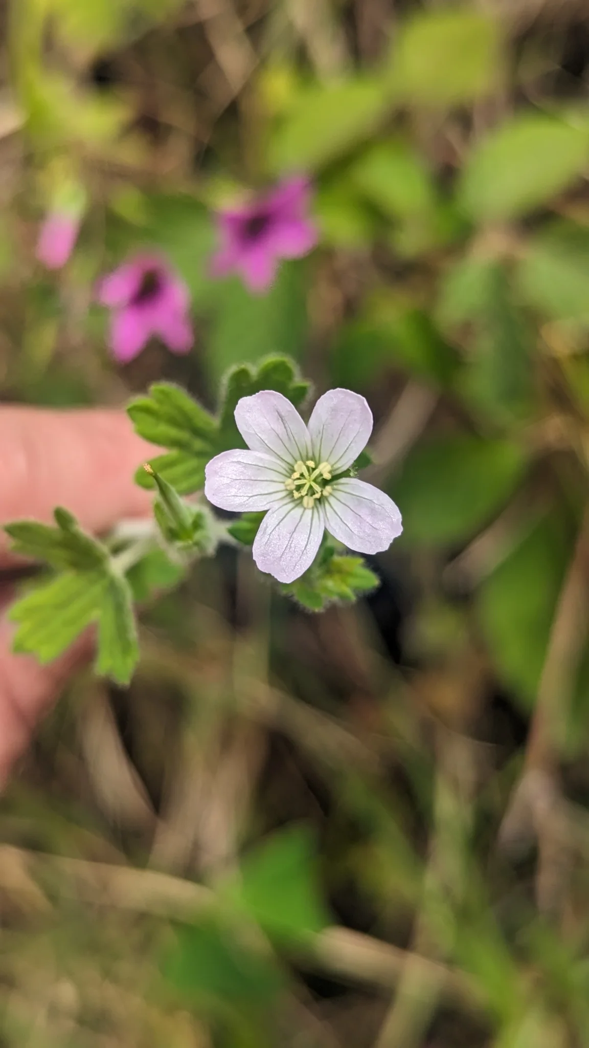 Small white flower among lobed leaves. Finer identification remains unconfirmed.