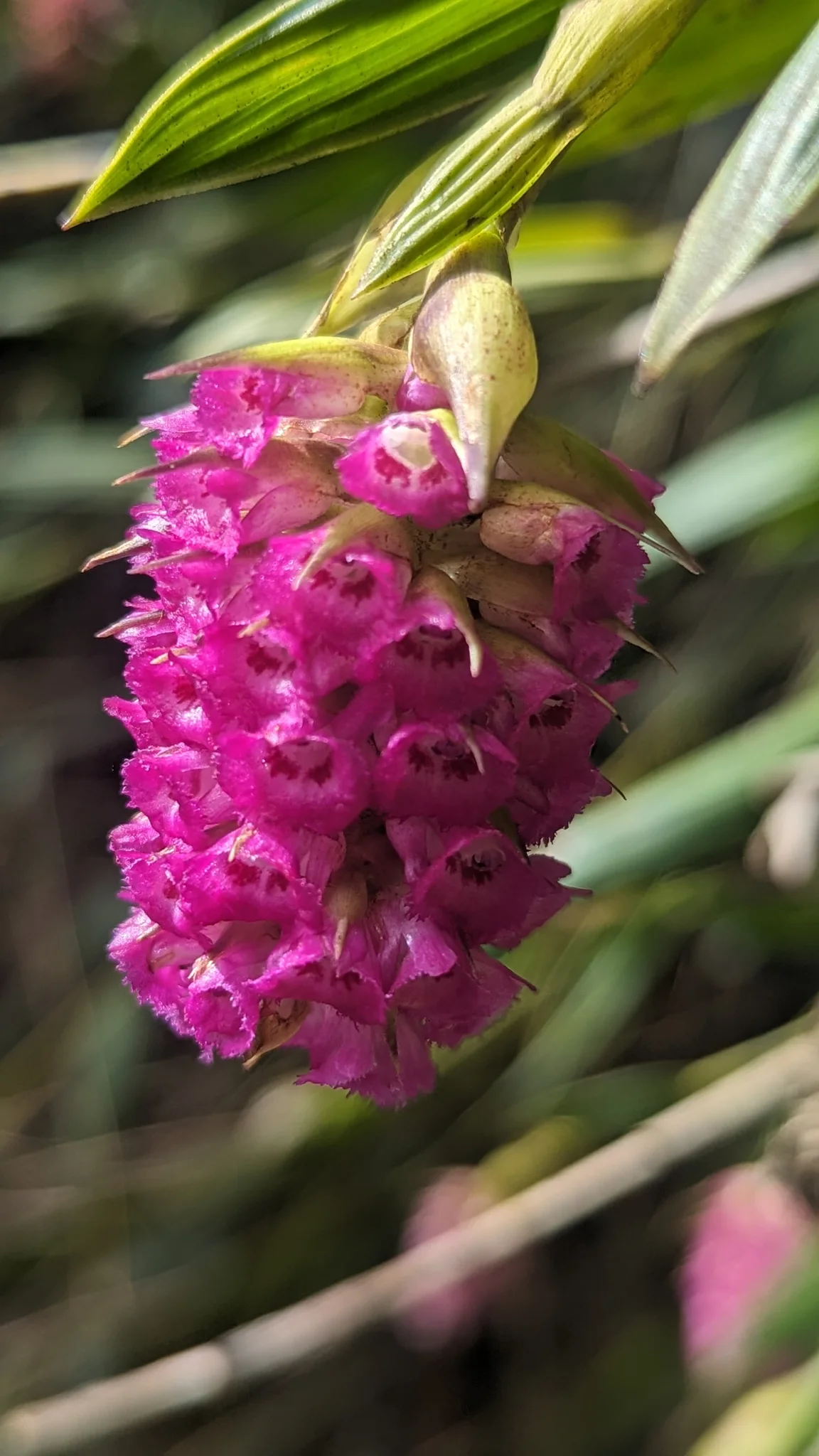 Bright magenta flower cluster close-up. Finer identification remains unconfirmed.