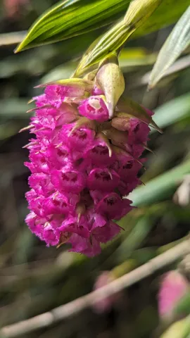 Bright magenta flower cluster close-up. Finer identification remains unconfirmed.