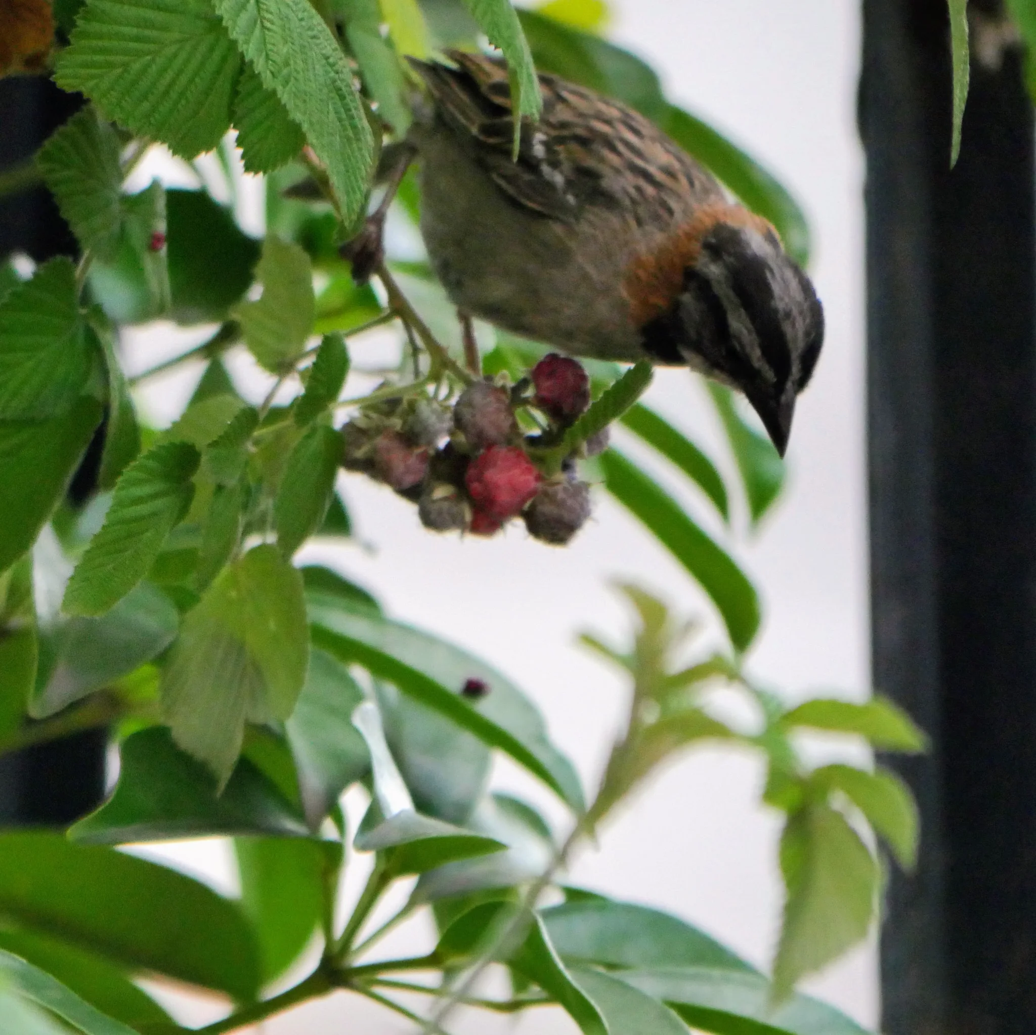 Bird perched among leaves and berries. Finer identification remains unconfirmed.