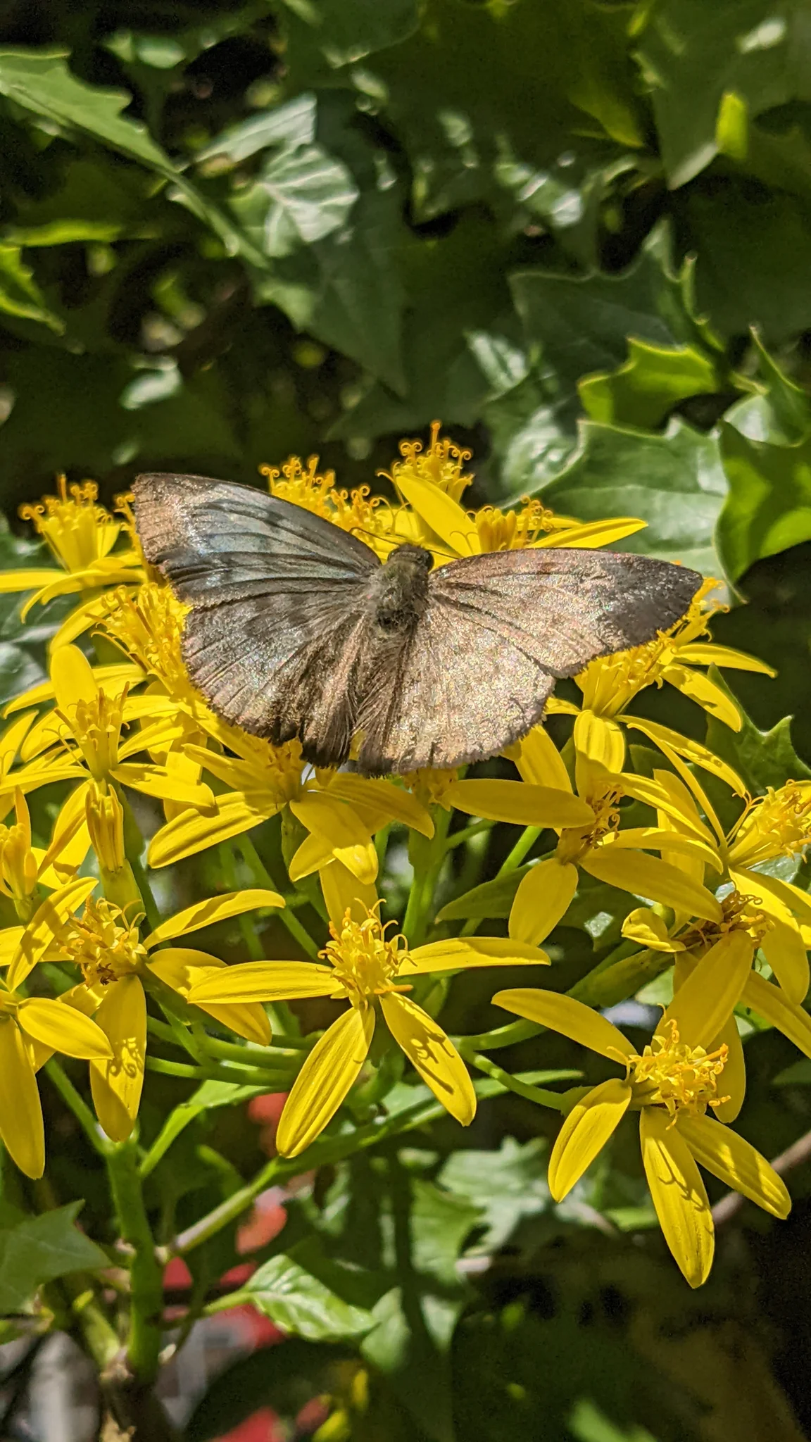 A butterfly rests on clustered yellow Senecio flower heads above glossy angular leaves.