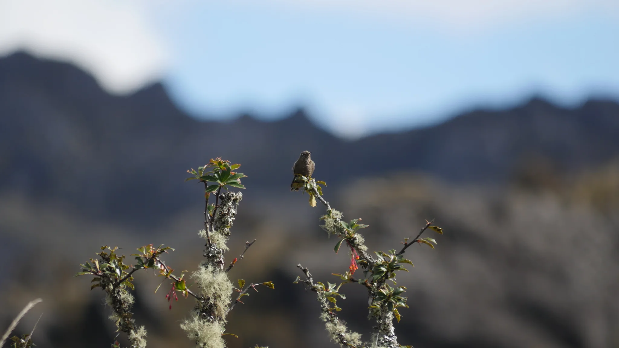 A bird against the mountain backdrop
