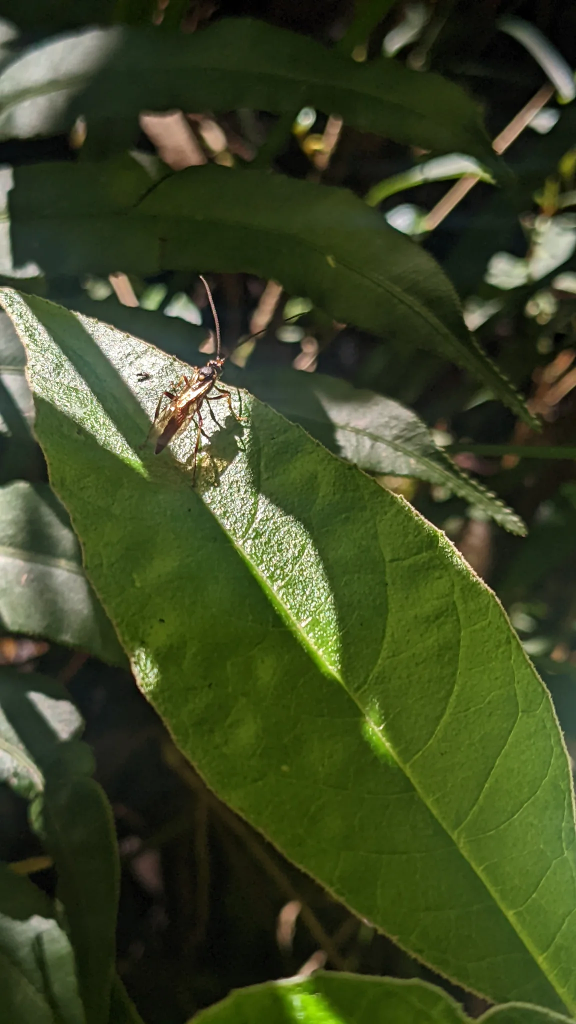 Dry capsule beneath green leaves. Finer identification remains unconfirmed.