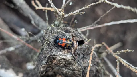Red-and-black beetle on bark. Finer identification remains unconfirmed.