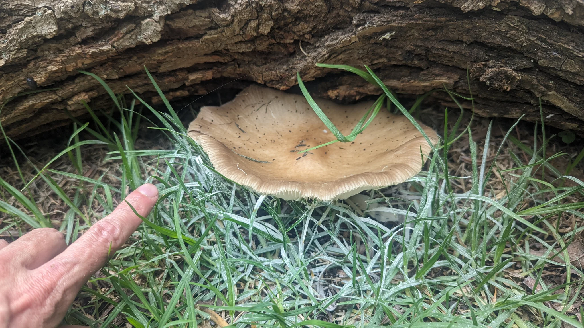 Mushroom beside pointing hand. Finer identification remains unconfirmed.