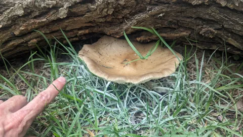 Mushroom beside pointing hand. Finer identification remains unconfirmed.