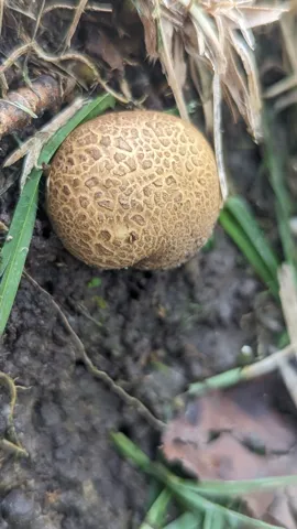 Round mushroom in leaf litter. Finer identification remains unconfirmed.