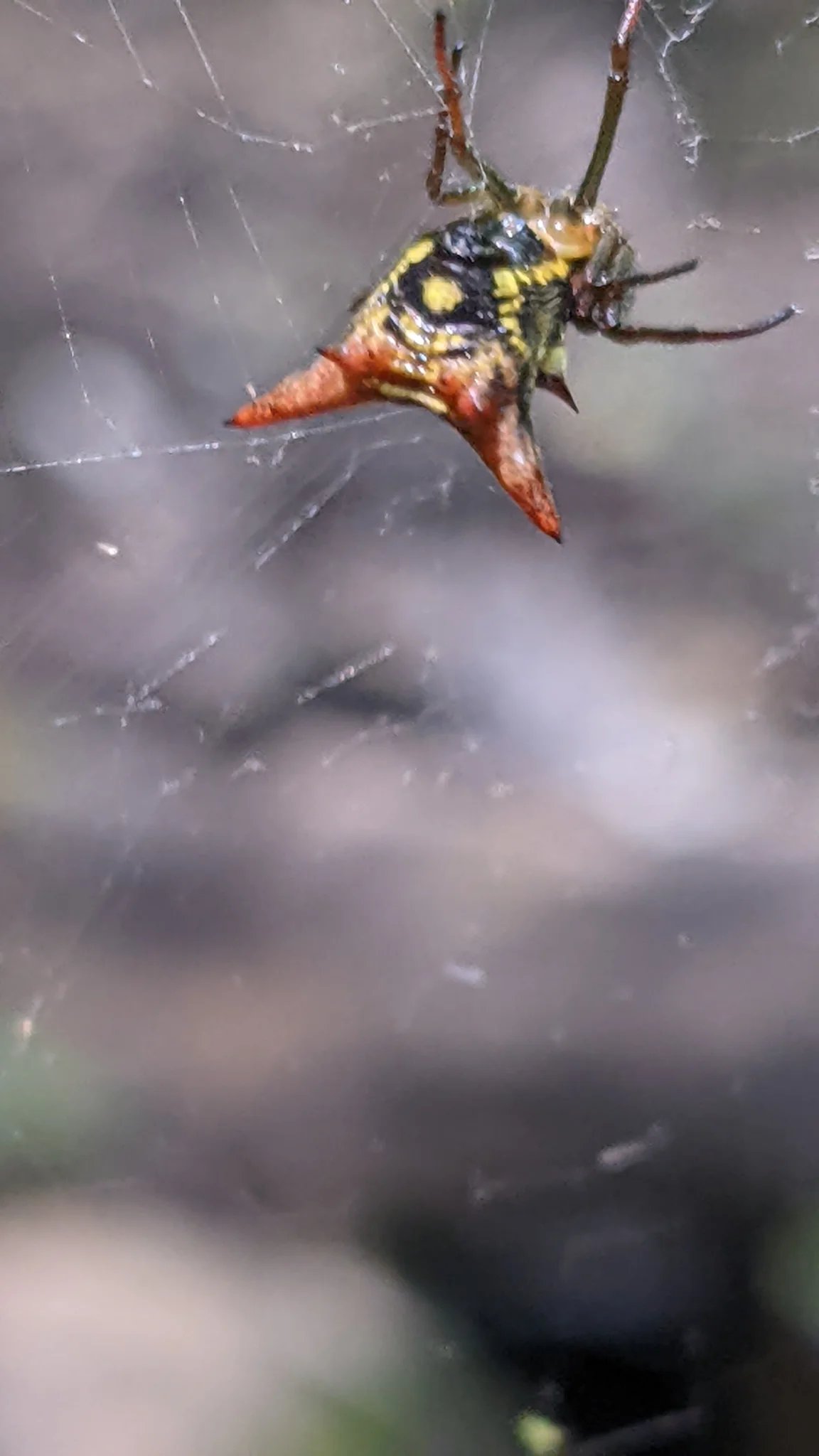 Spider or insect on twig. Finer identification remains unconfirmed.