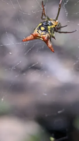 Spider or insect on twig. Finer identification remains unconfirmed.