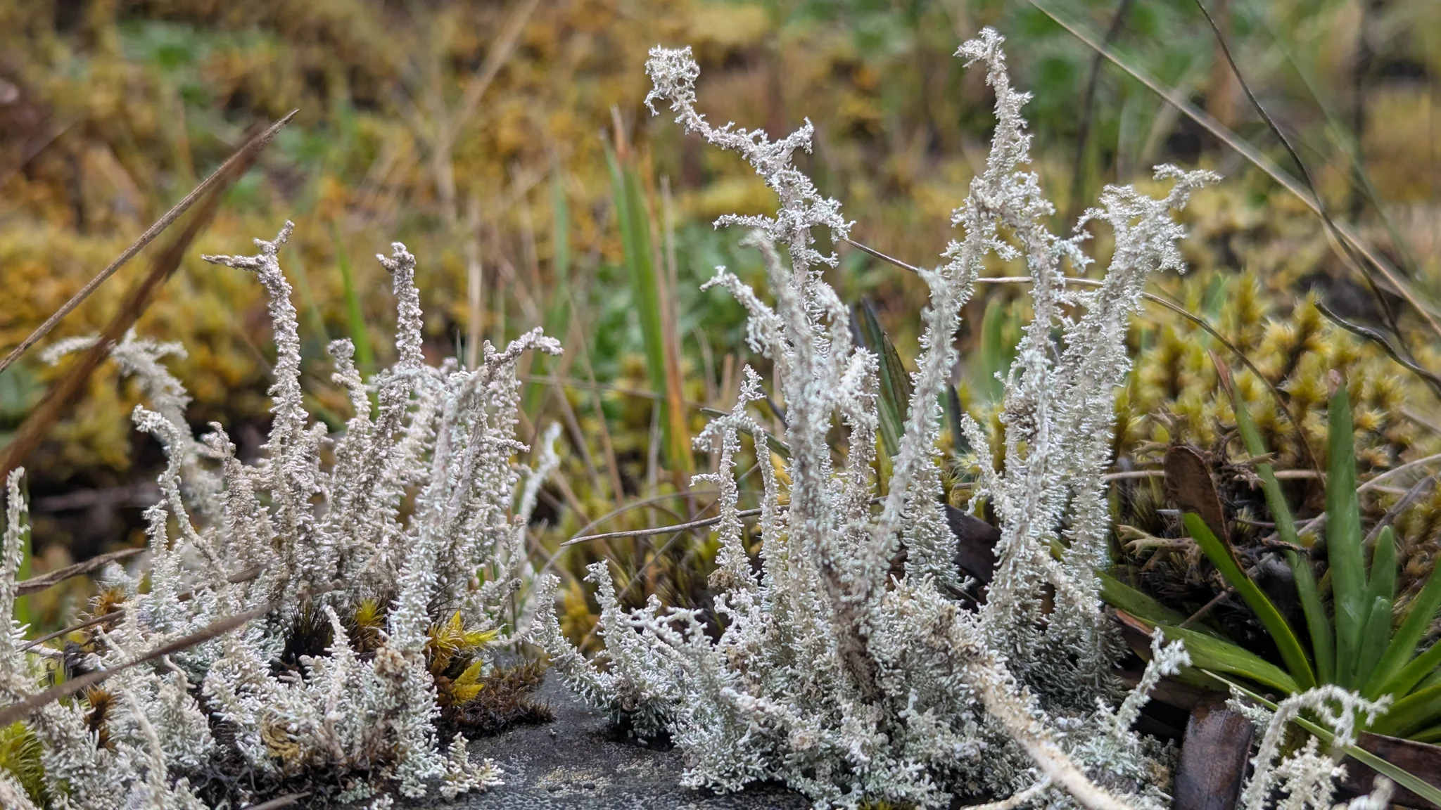 A pale, branching lichen forms a small tuft above moss and low plants. Cladonia is a tentative genus candidate.