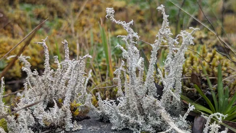 A pale, branching lichen forms a small tuft above moss and low plants. Cladonia is a tentative genus candidate.