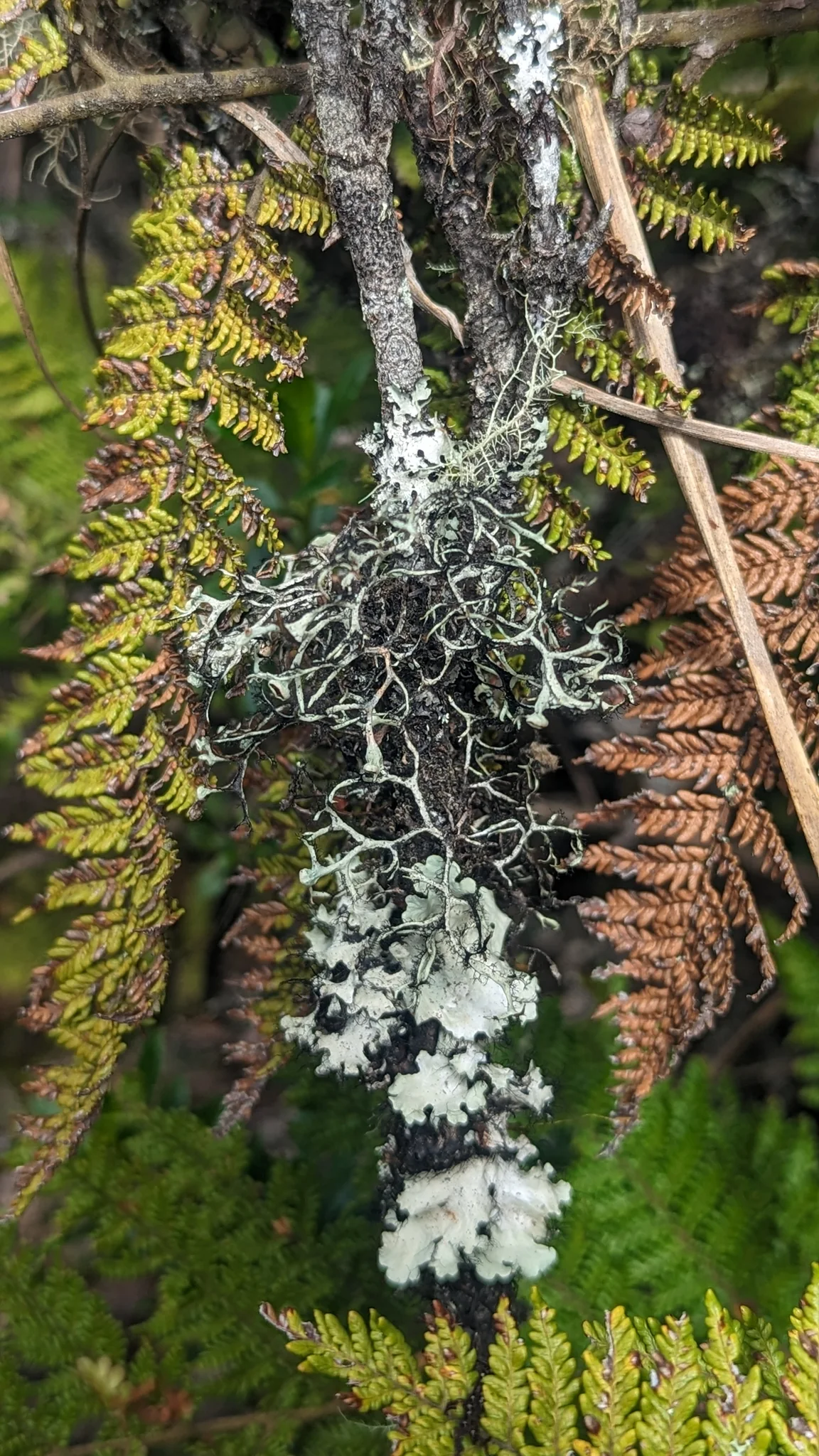 Lichens draped over a branch. Finer identification remains unconfirmed.