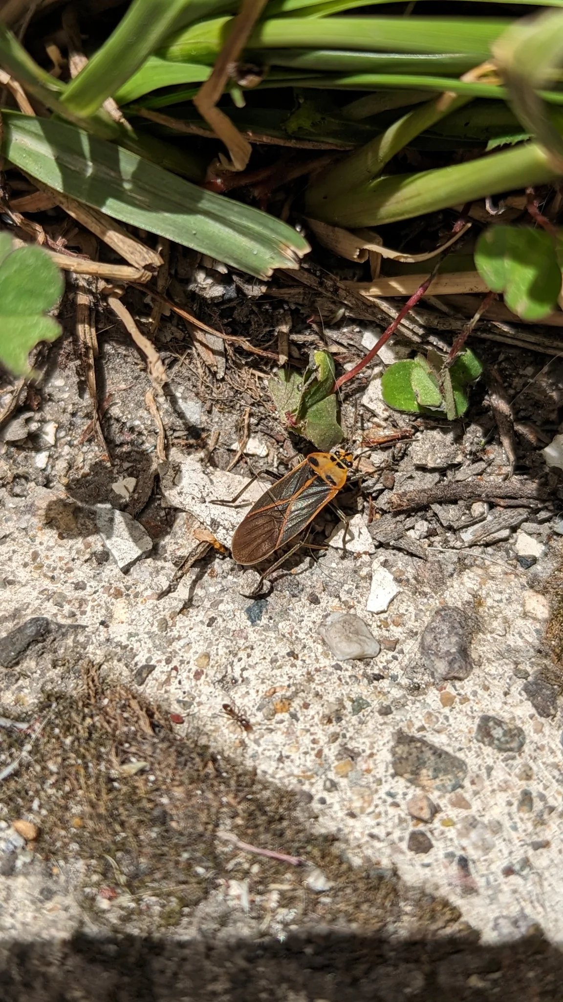 Small insect on ground. Finer identification remains unconfirmed.