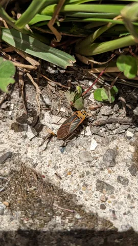 Small insect on ground. Finer identification remains unconfirmed.
