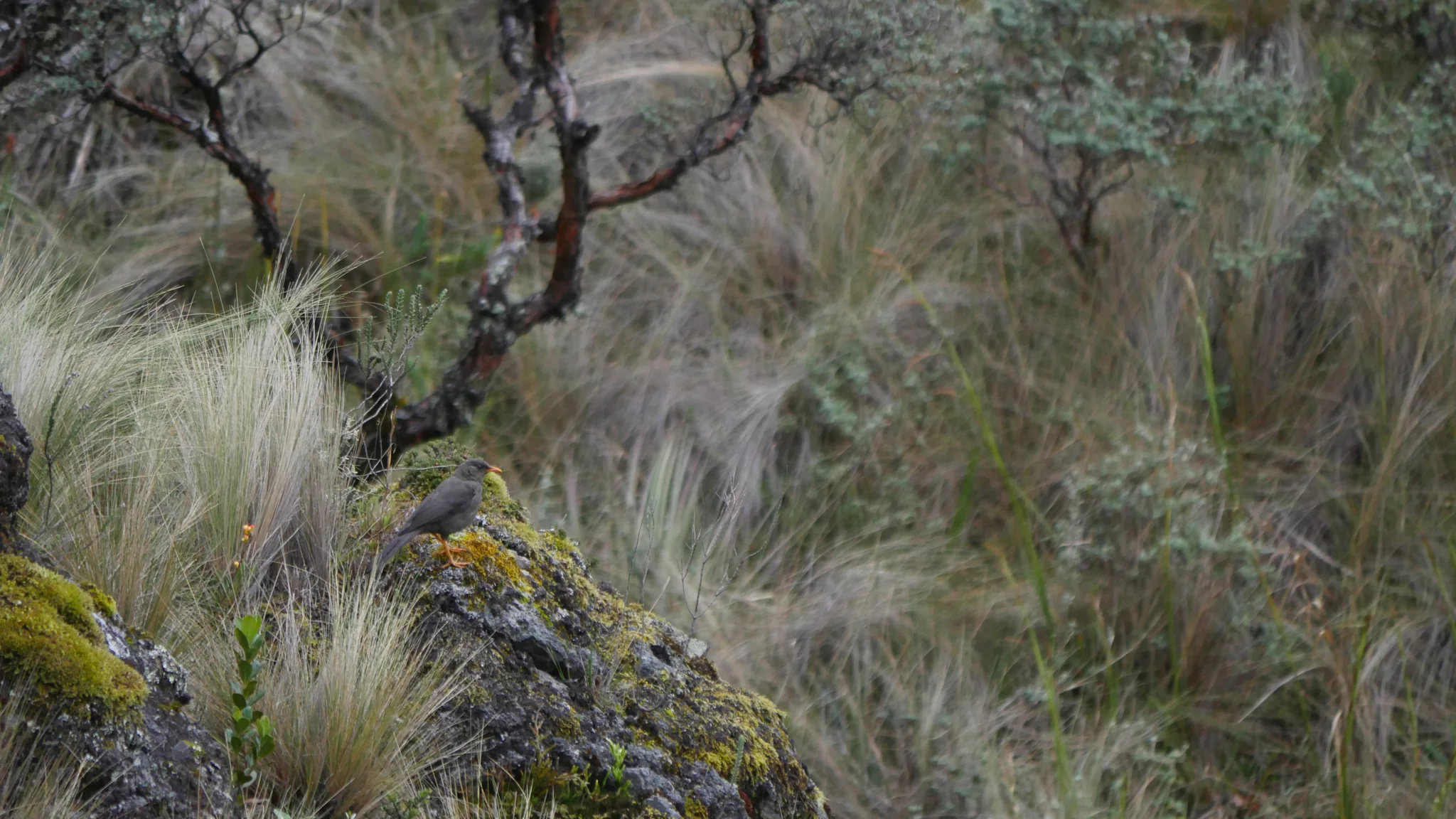 Small bird on a branch above tussock grass. Finer identification remains unconfirmed.