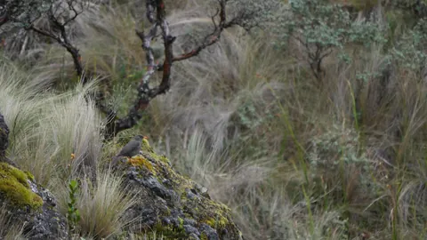 Small bird on a branch above tussock grass. Finer identification remains unconfirmed.