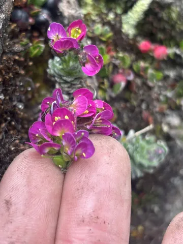 Tiny magenta flowers against fingertips. Finer identification remains unconfirmed.