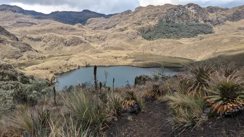 Lagoon and trail in páramo hills.