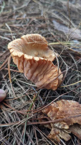 Ribbed mushroom close-up. Finer identification remains unconfirmed.