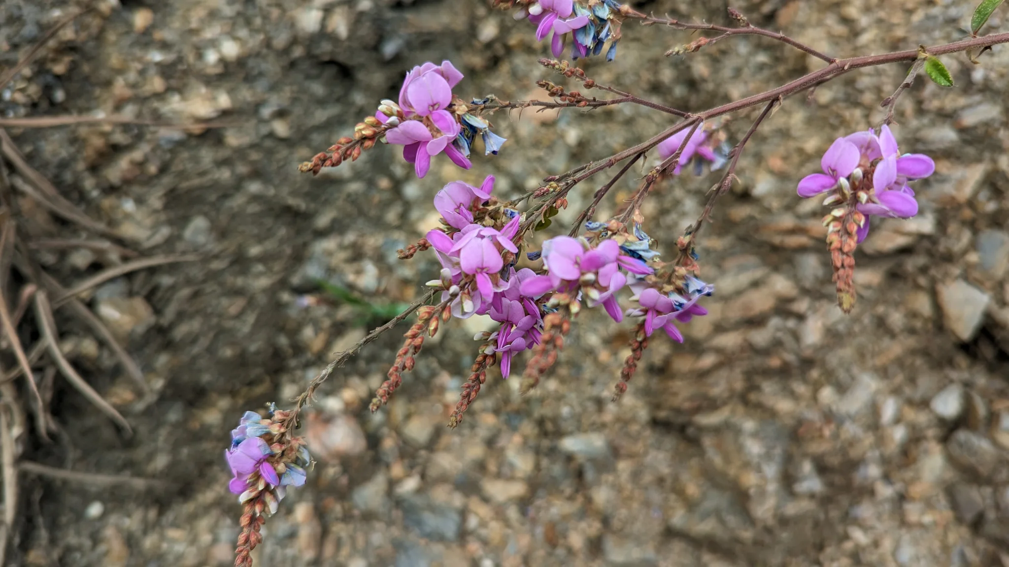 Compact bracted spikes of purple and blue Dalea pea flowers grow on slender woody branches beside rocky soil.