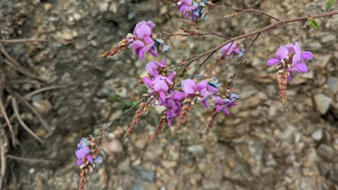 Compact bracted spikes of purple and blue Dalea pea flowers grow on slender woody branches beside rocky soil.