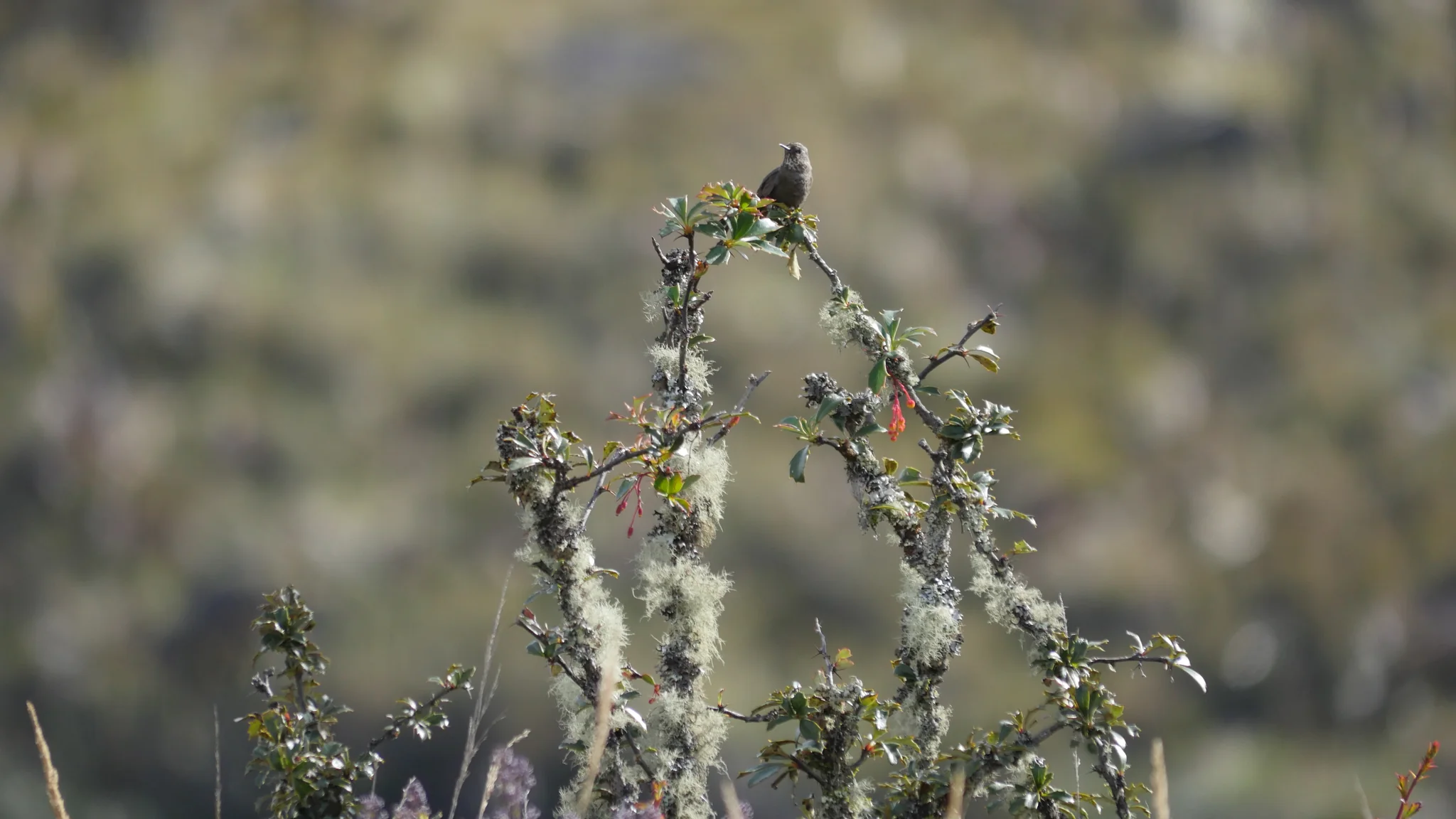 A tiny bird on a lichen-covered perch