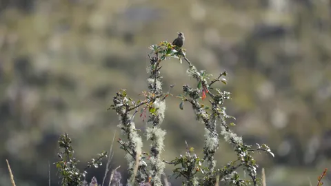 A tiny bird on a lichen-covered perch