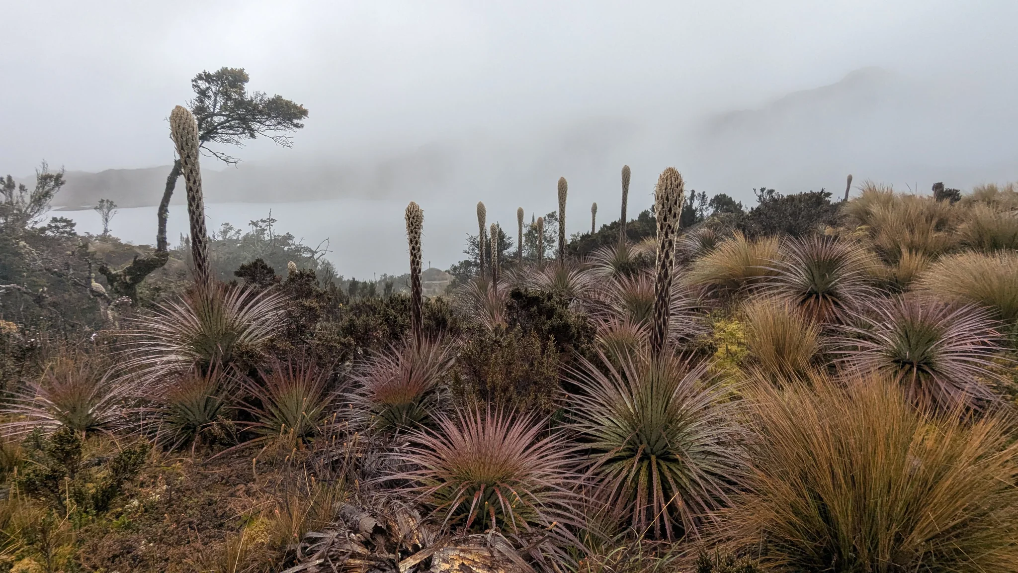 Bromeliad rosettes along a foggy lake. The water body is not securely named.