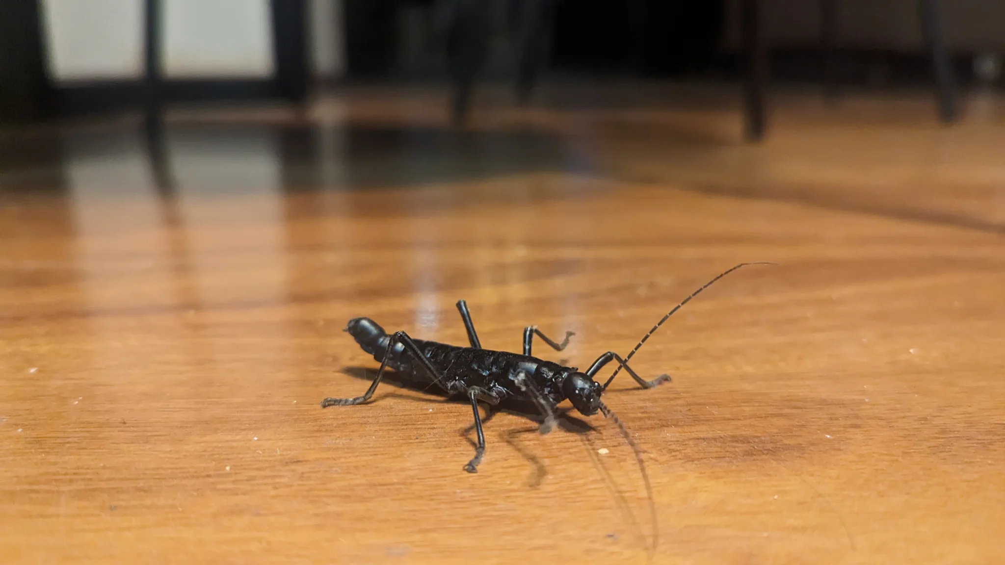Long-bodied insect on a wooden floor. Finer identification remains unconfirmed.