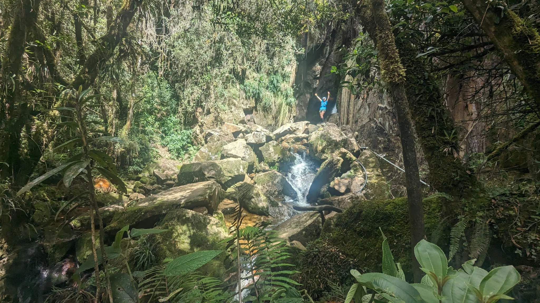 A forest stream beneath dense branches