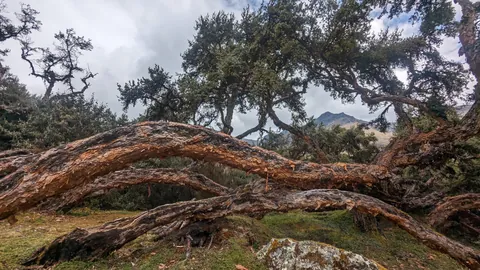 Low branches reaching across the woodland