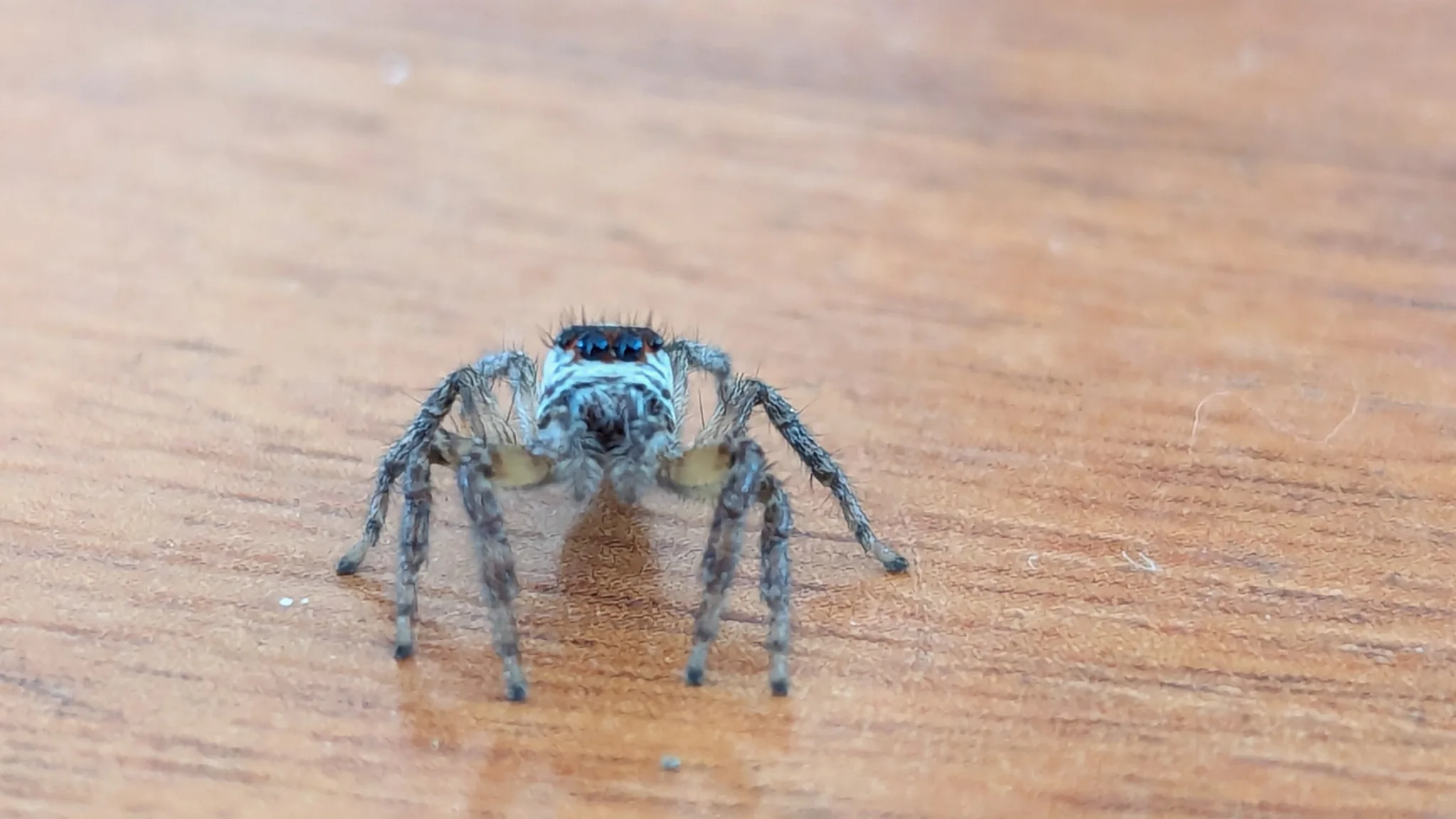 Blue-gray spider-like arthropod on a wooden floor. Finer identification remains unconfirmed.