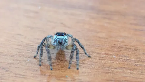 Blue-gray spider-like arthropod on a wooden floor. Finer identification remains unconfirmed.