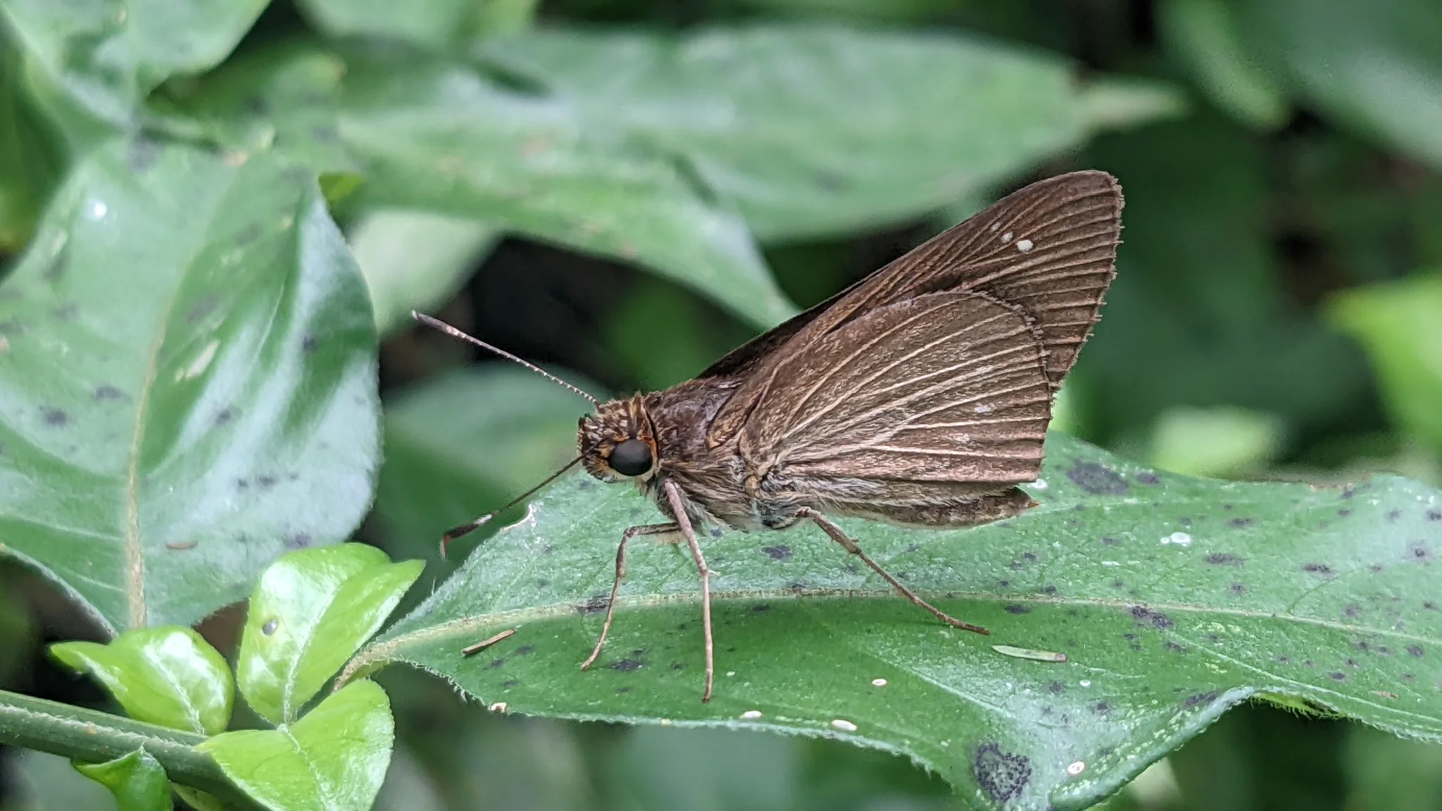 Brown butterfly on green leaves. Finer identification remains unconfirmed.
