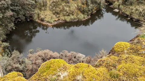 Pond edged with flowering shrubs. The water body is not securely named.