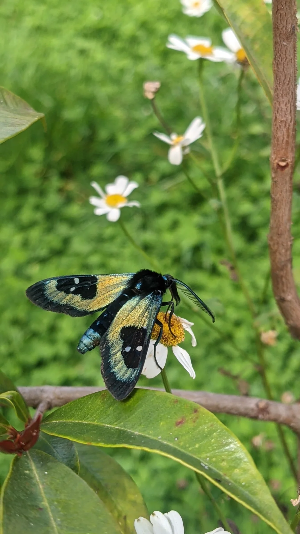 Butterfly in green groundcover. Finer identification remains unconfirmed.