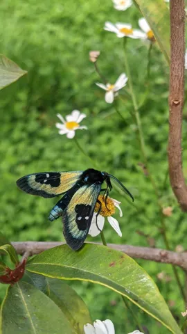 Butterfly in green groundcover. Finer identification remains unconfirmed.