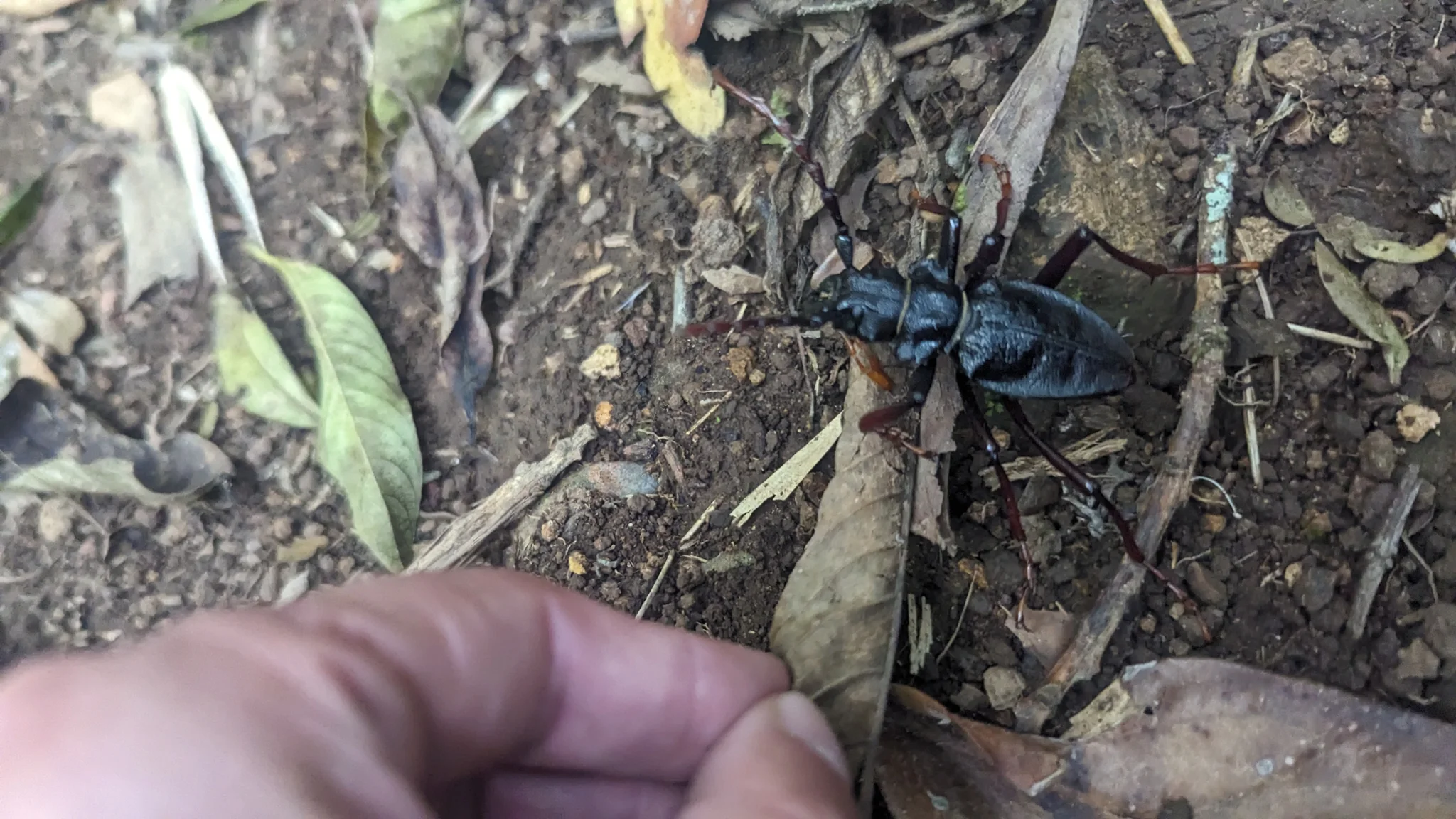 Dark arthropod among fallen leaves. Finer identification remains unconfirmed.