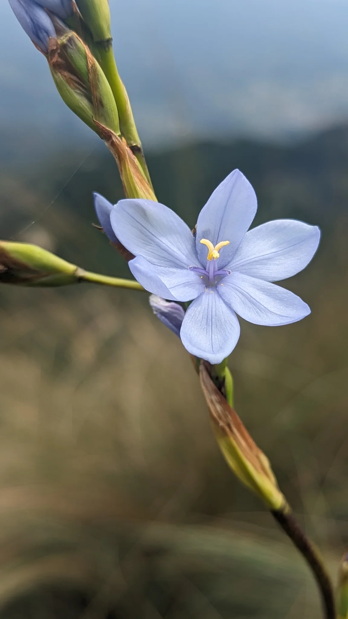 Pale purple flower on slender stem. Finer identification remains unconfirmed.