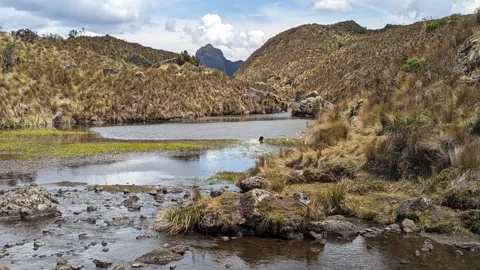 A shallow outlet among páramo plants