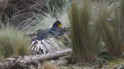 Yellow-faced bird among tussock grasses. Finer identification remains unconfirmed.